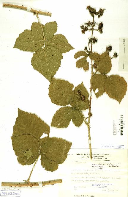 spécimen de Rubus leuciscanus